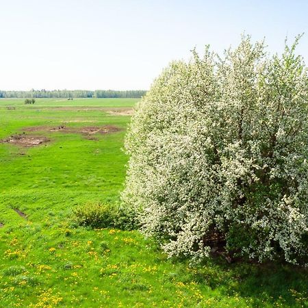White camomile condo Šventoji Esterno foto
